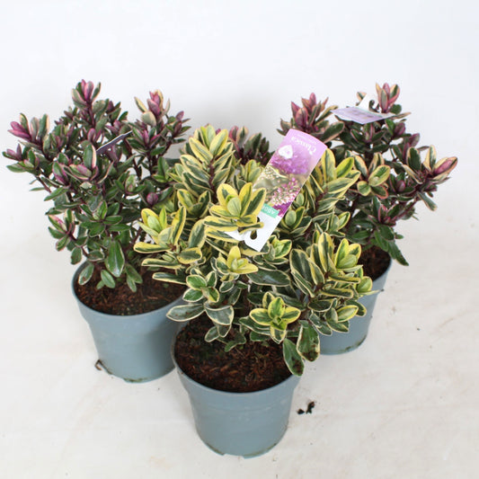Hebe Addenda mix 40cm 12cm Pot