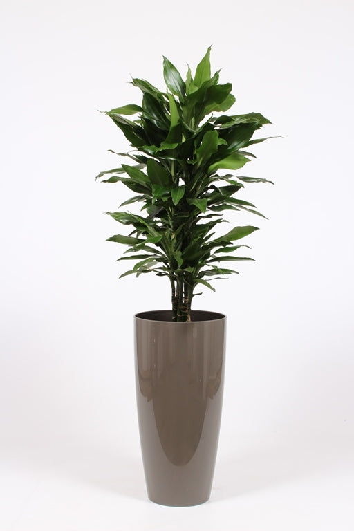 Dracaena frag. Janet Lind 160cm 33cm Pot