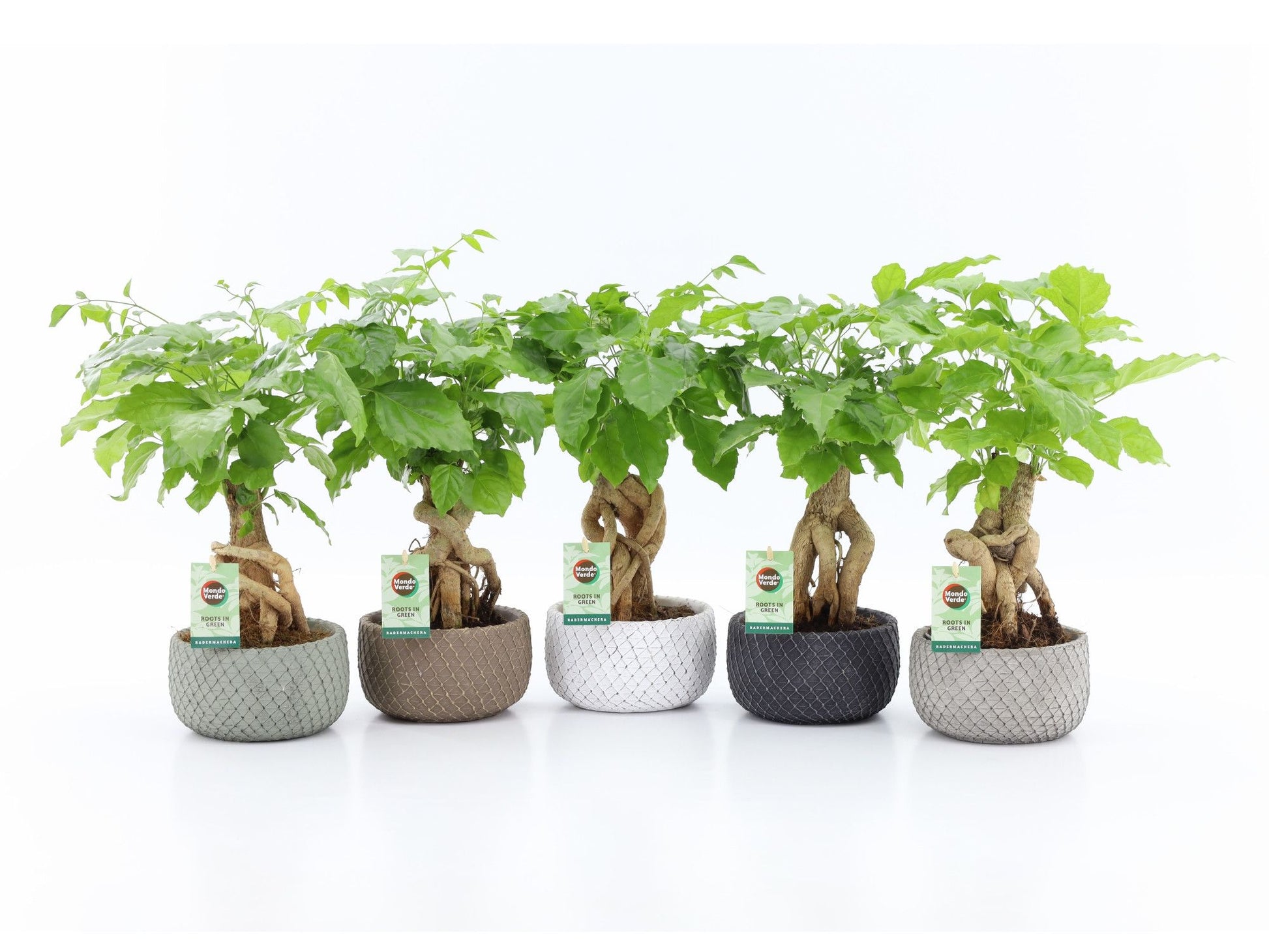 Radermachera sinica 30cm 16cm Pot