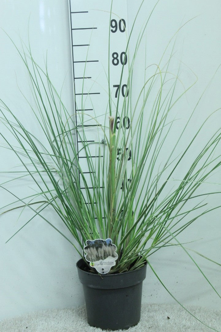 Cortaderia 90cm 23cm Pot