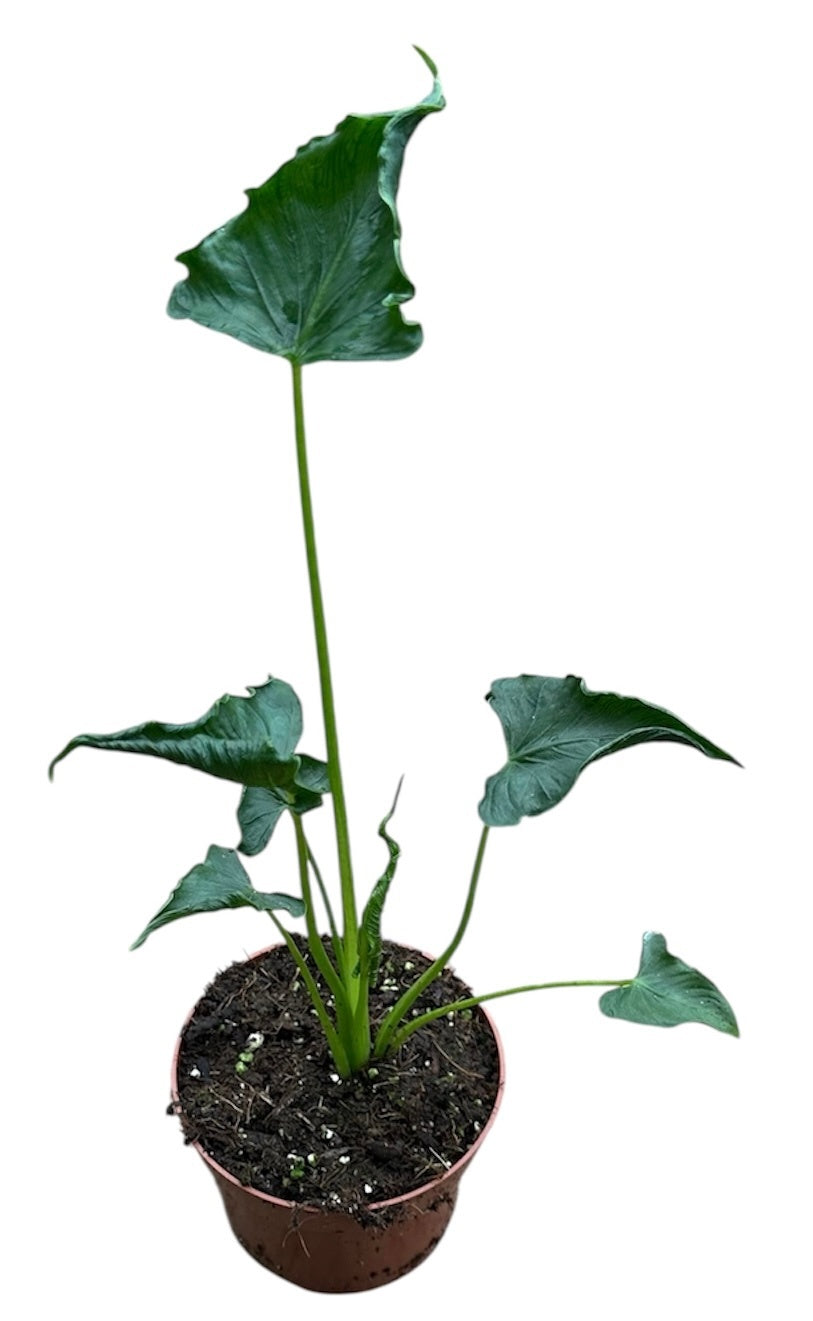 Alocasia amazonica 15cm 10.5cm Pot