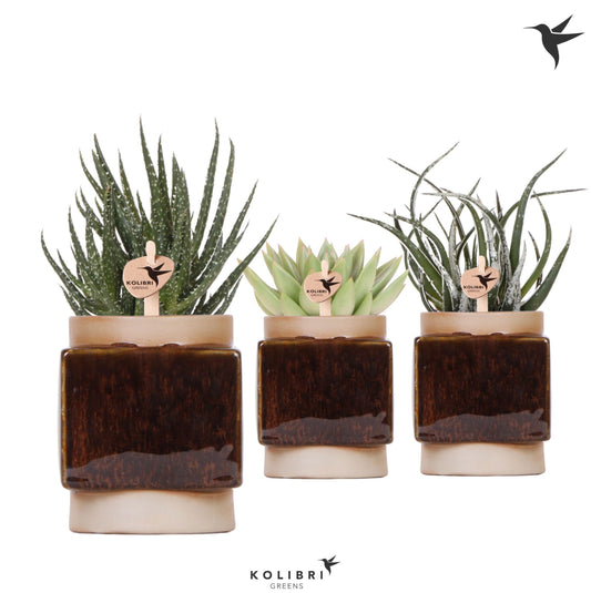 Kolibri Greens Succulents mix 20cm 9cm Pot