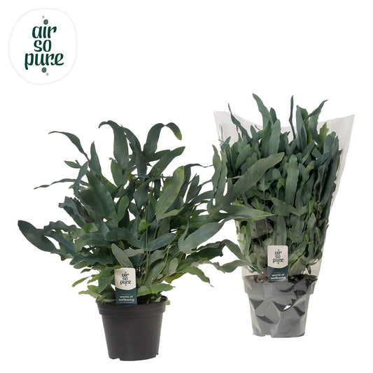 Phlebodium Blue Star 40cm 14cm Pot