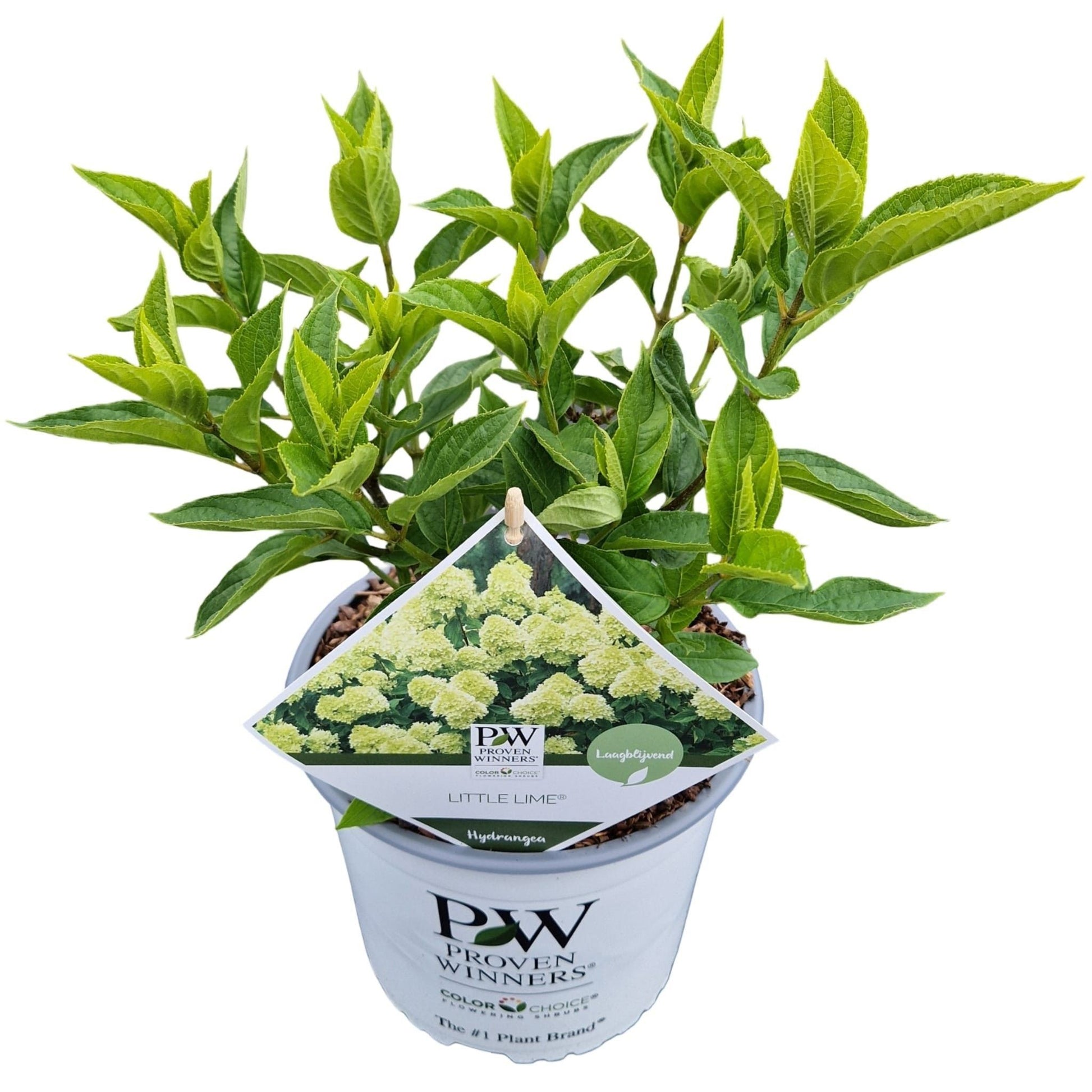 About Plants Zundert BV Hydrangea pan. Little lime Pack of 1