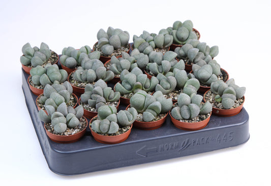 Lithops species mix 6cm 505cm Pot