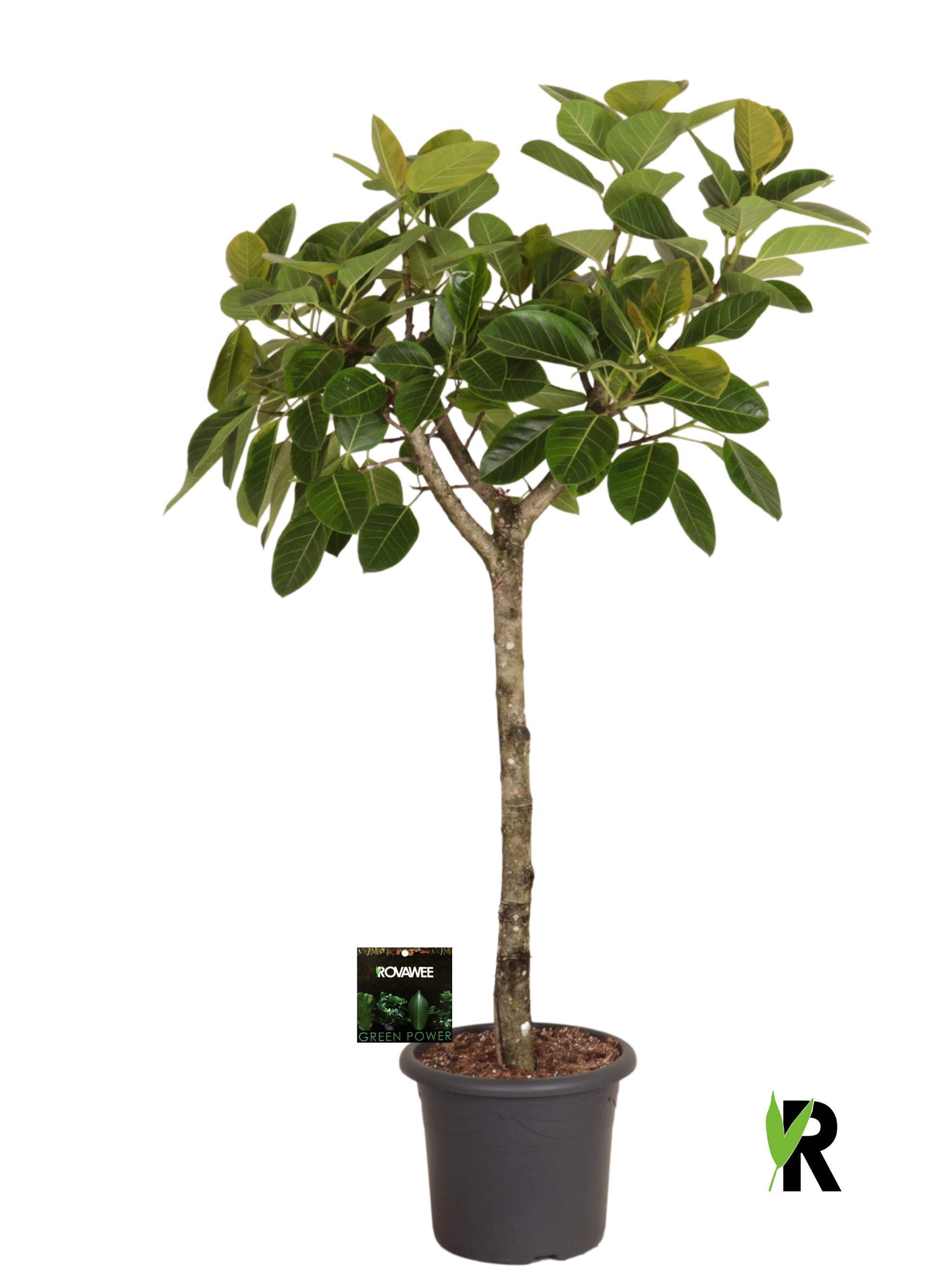 Ficus benghalensis 200cm 40cm Pot