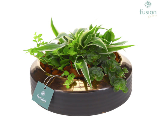 Schaal keramiek brons Large met groene planten 15cm 22cm Pot