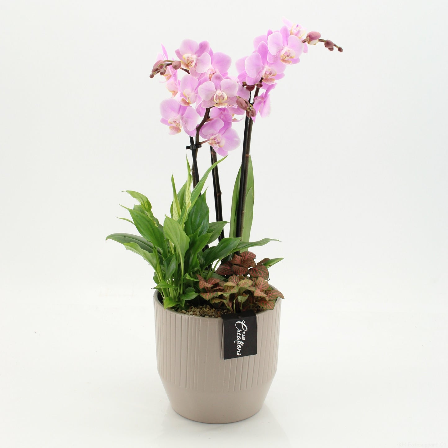 PHAL-2660RZ Phalaenopsis creatie 45cm 16cm Pot
