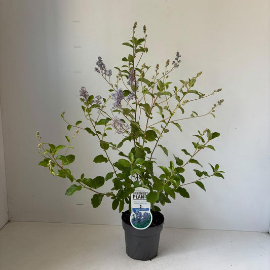 Ceanothus del. Gloire de Versailles 70cm 17cm Pot