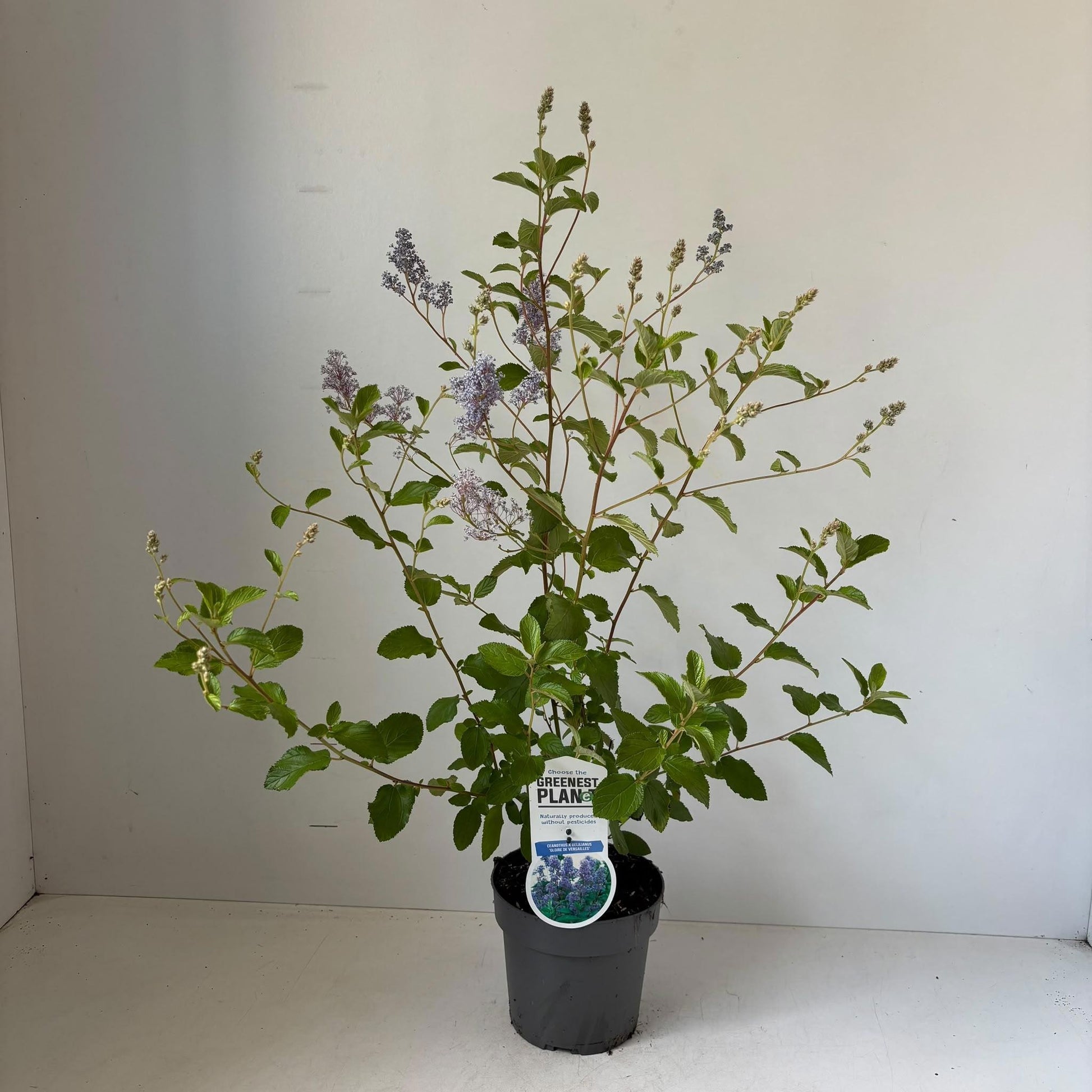 Ceanothus del. Gloire de Versailles 70cm 17cm Pot