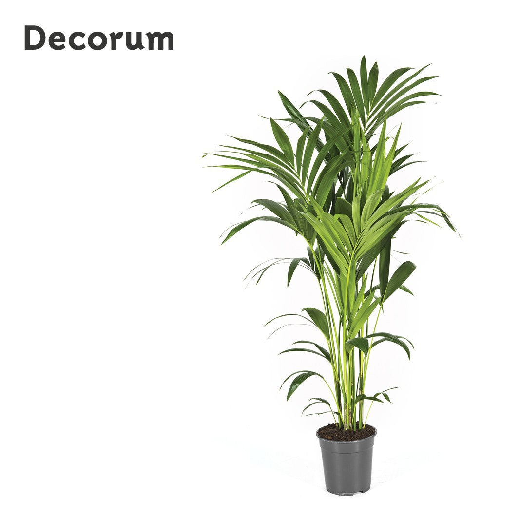 Howea forsteriana 130cm 21cm Pot