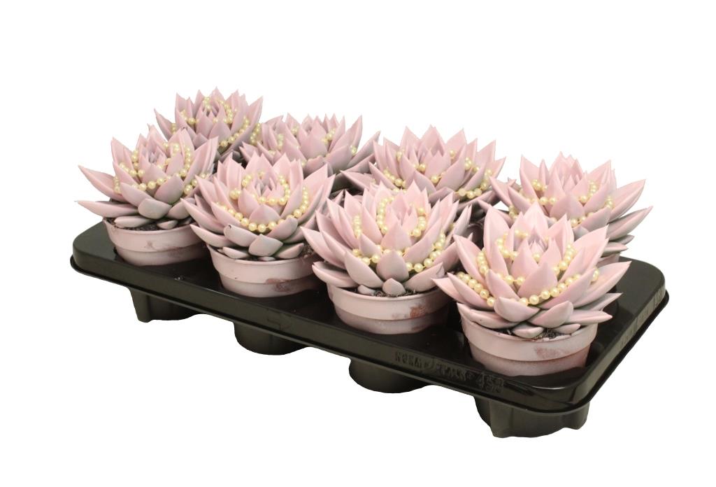 Echeveria Miranda 15cm 12cm Pot
