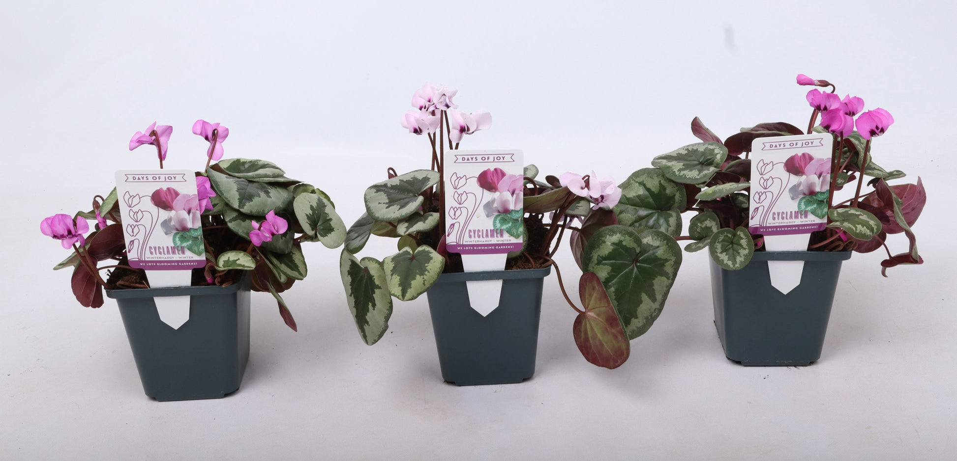 Valk BV Patioplant Cyclamen outdoor Pack of 12