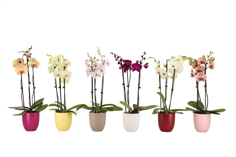 Phalaenopsis mix 55cm 12cm Pot