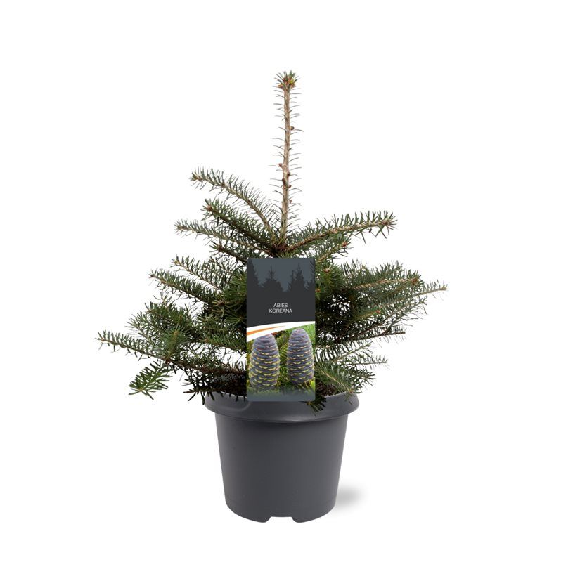 Abies koreana 45cm 23cm Pot