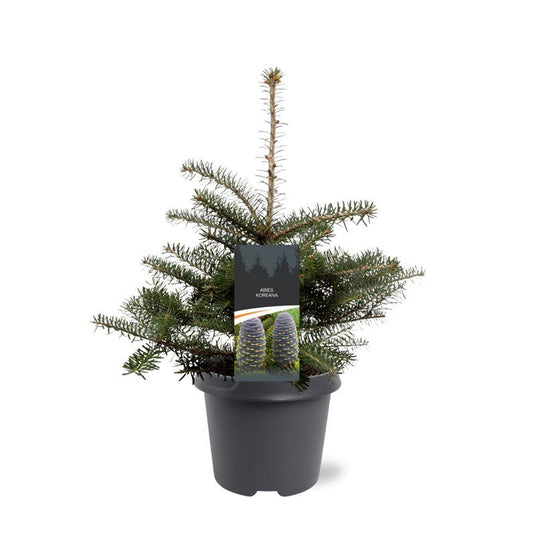 Abies koreana 45cm 23cm Pot