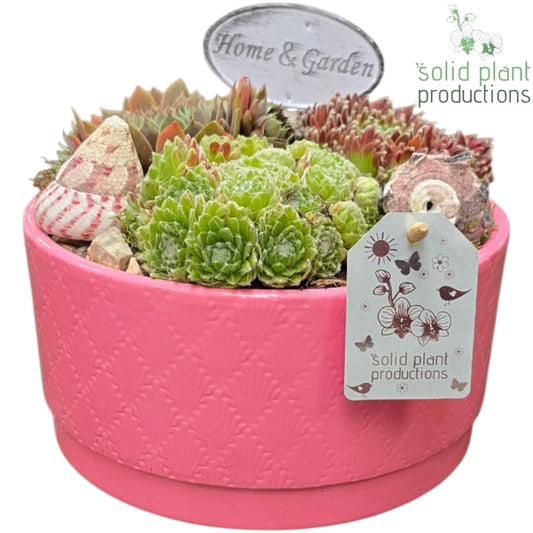 SMP036 Loes Pink Sempervivum 20cm 19cm Pot