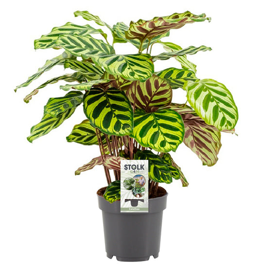 Calathea makoyana 35cm 12cm Pot