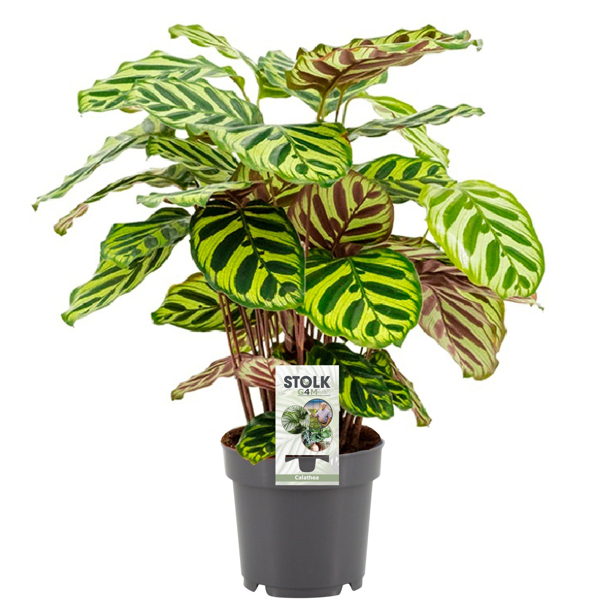 Stolk G4M Plants Calathea makoyana Pack of 8