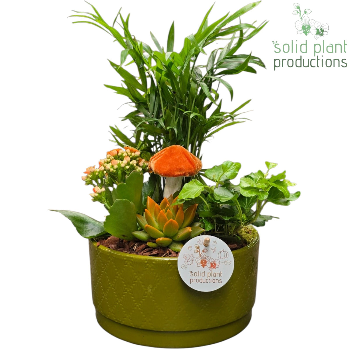 CE003 Loes Green Orange Echeveria 38cm 18cm Pot