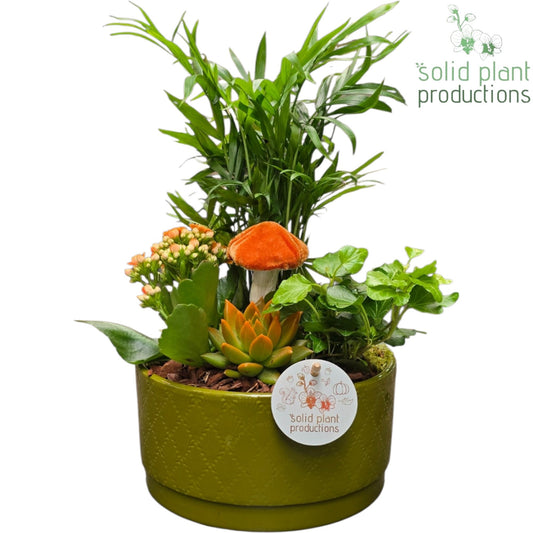 CE003 Loes Green Orange Echeveria 38cm 18cm Pot