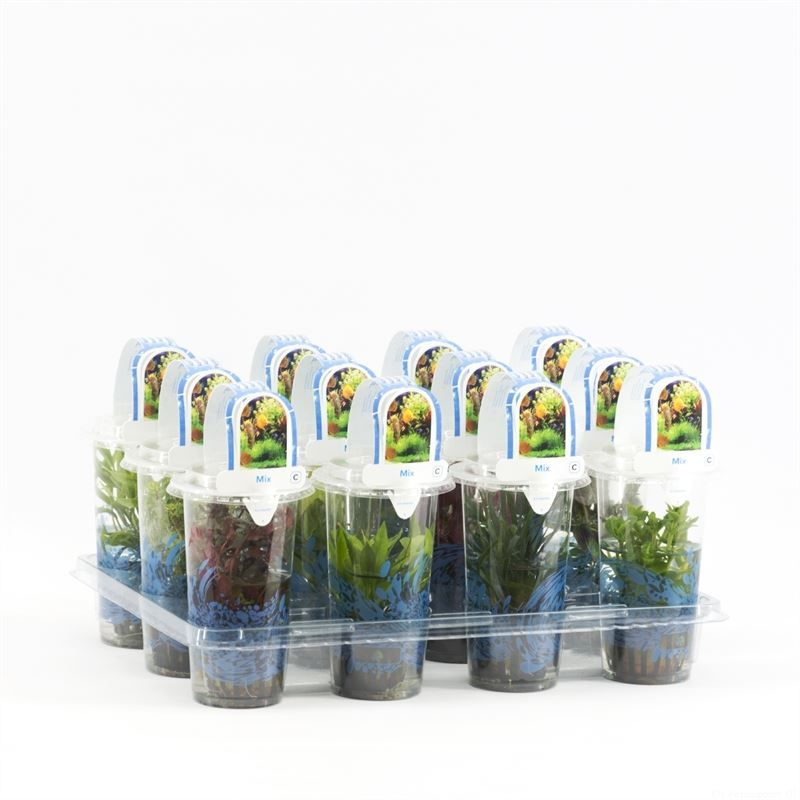 Waterplkw R. Moerings Nomaphila siamensis Pack of 12