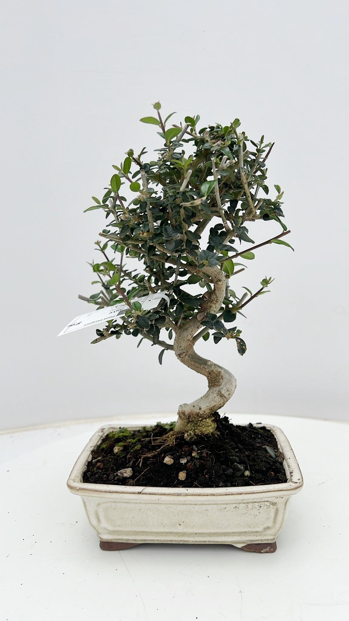 Olea europaea 30cm 17cm Pot