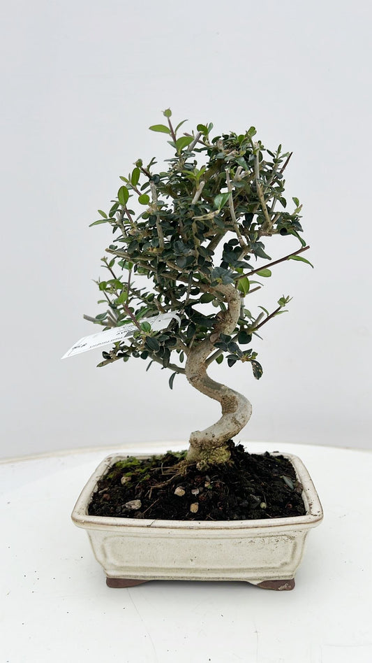 Olea europaea 30cm 17cm Pot