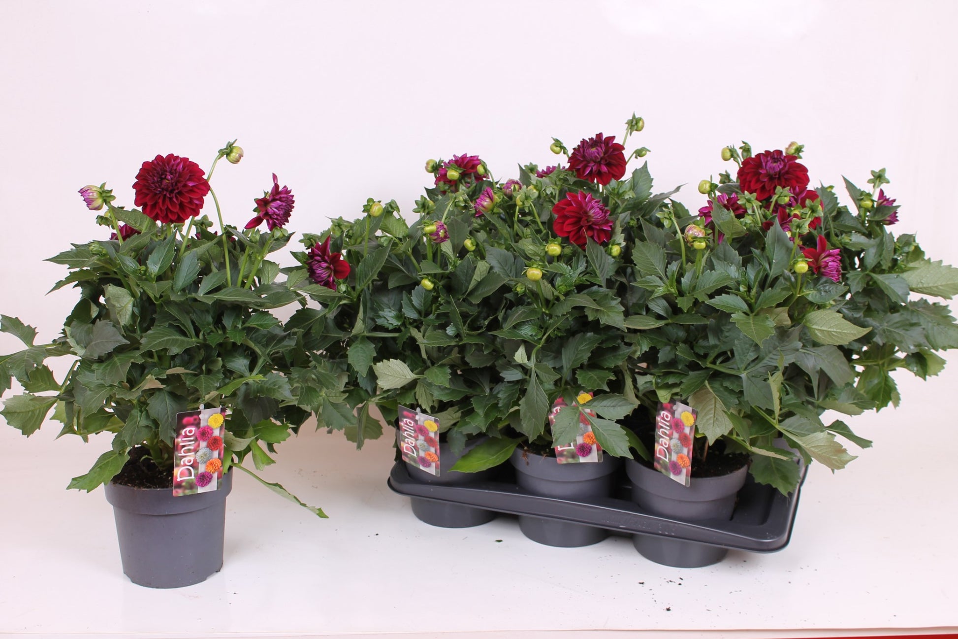 Scheffers, A.J.S. Dahlia Labella Grande Purple Pack of 6