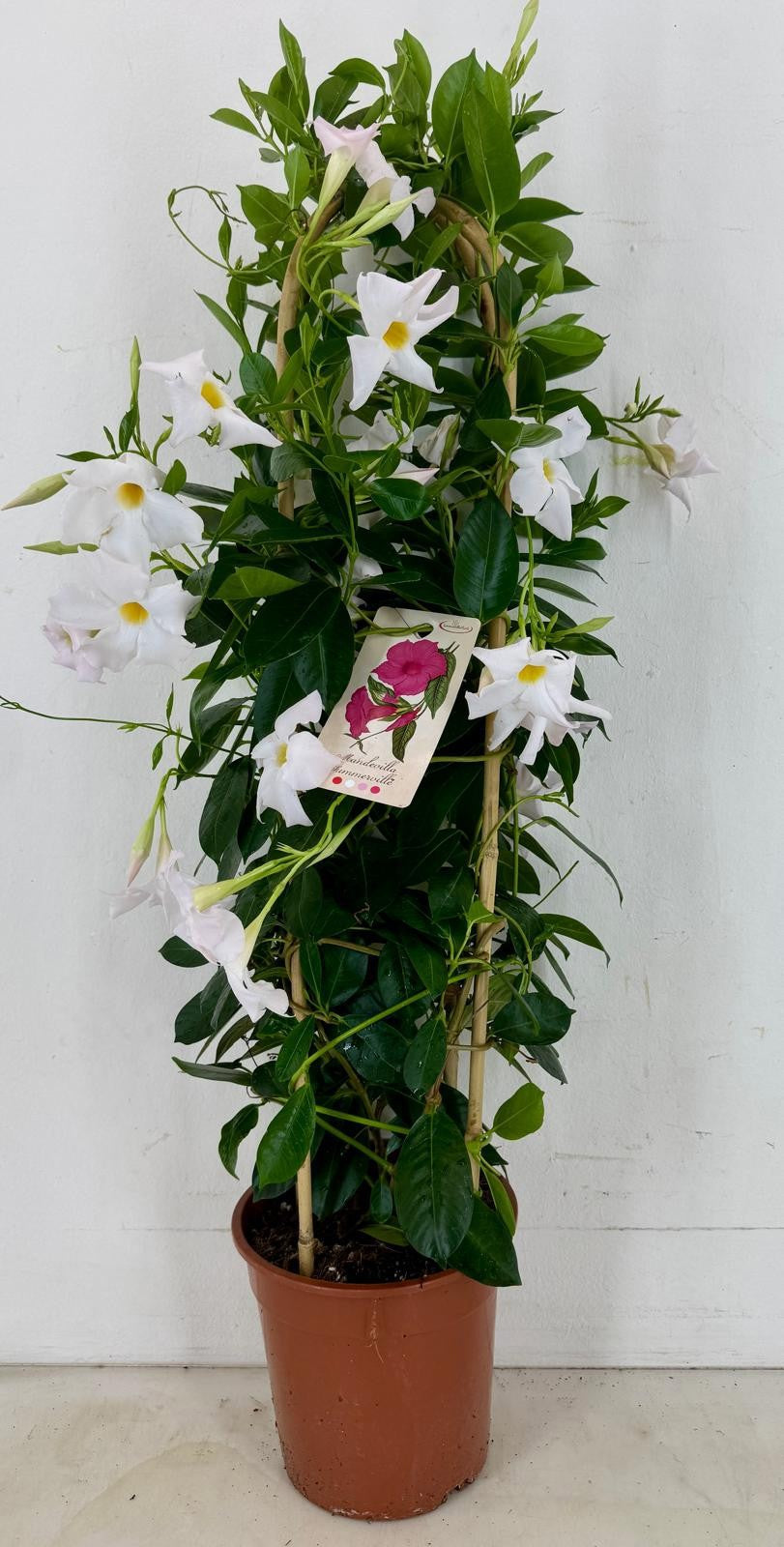 Mandevilla Rio White 90cm 22cm Pot