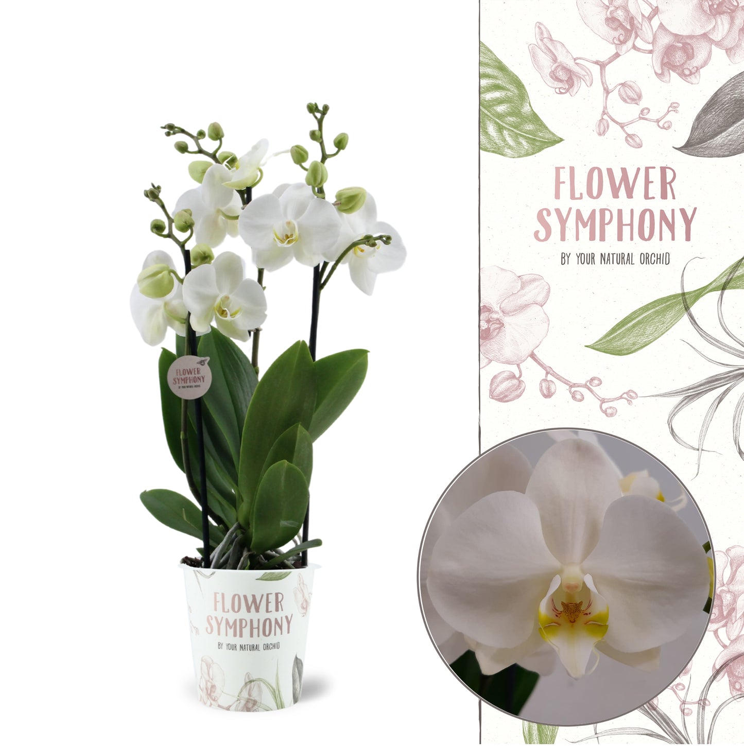 Phalaenopsis Flower Symphony Inverness 45cm 12cm Pot