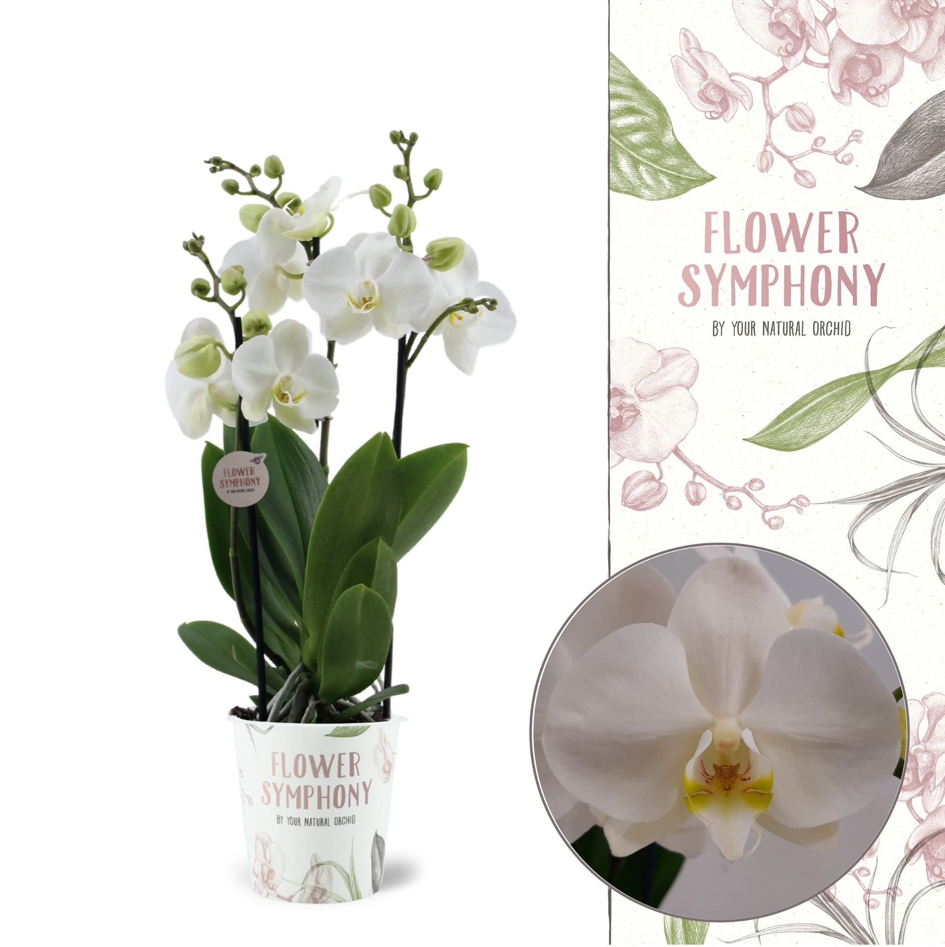 Phalaenopsis Flower Symphony Inverness 45cm 12cm Pot