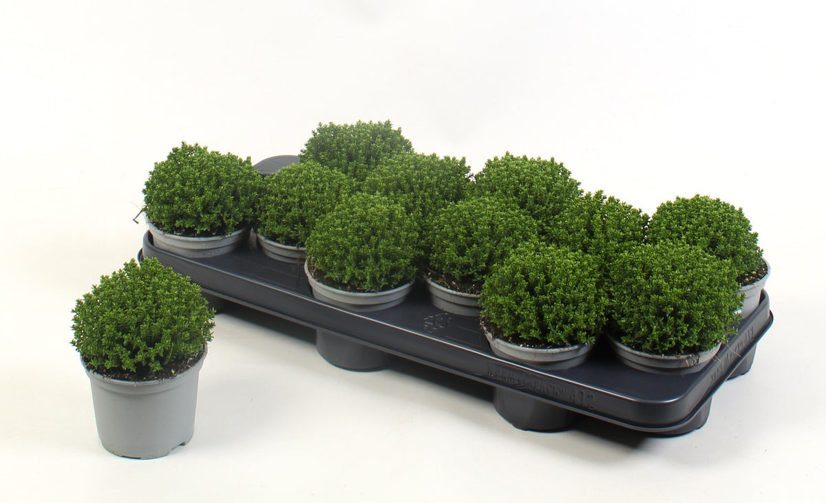Hebe Emerald Groen 15cm 10.5cm Pot