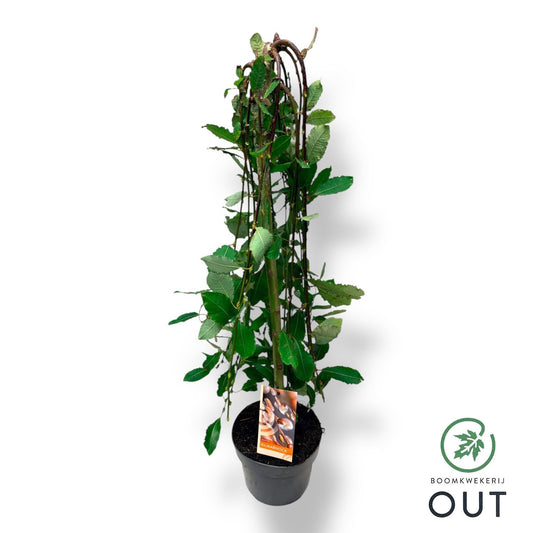 Salix caprea Kilmarnock 90cm 19cm Pot
