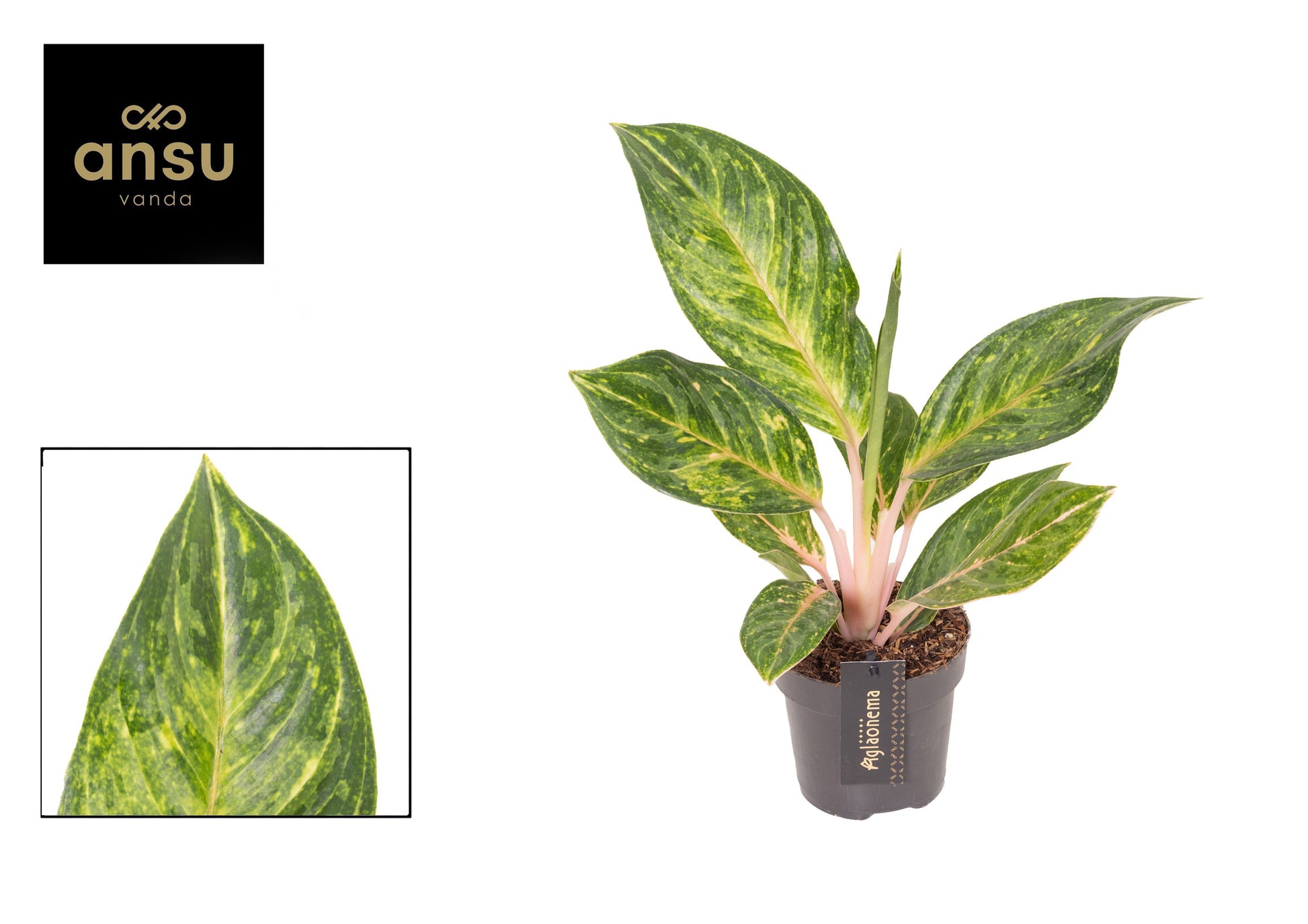 Aglaonema Hawkeye 30cm 12cm Pot