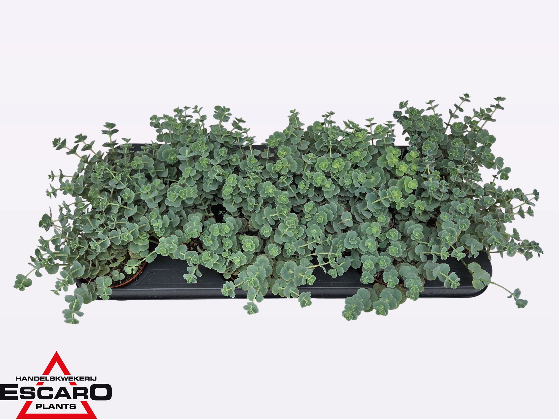 Escaro VOF, Hkw. Sedum sieboldii (O) Pack of 12