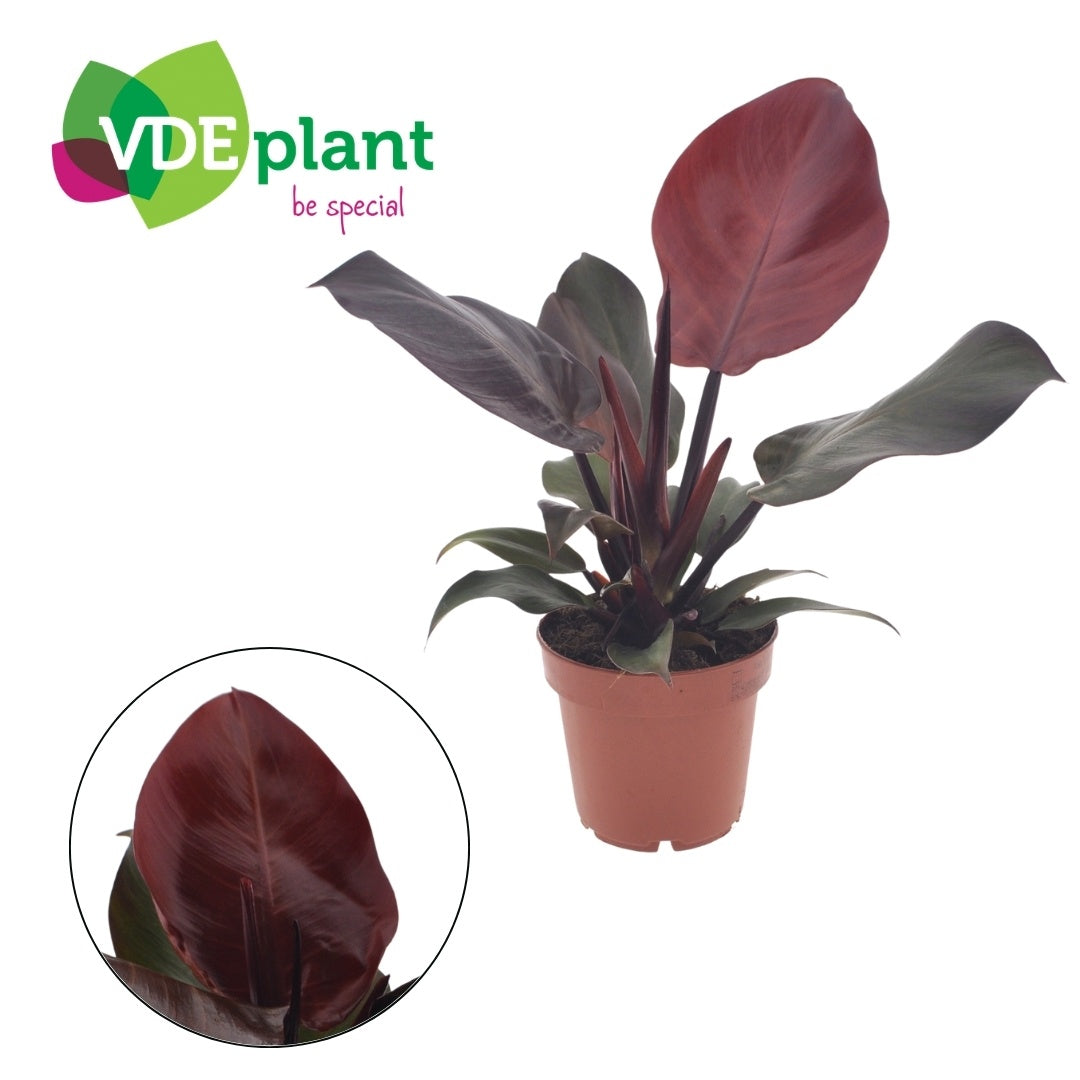VDE plant BV Philodendron Sunlight Pack of 6