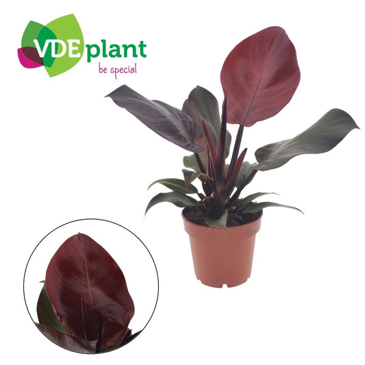 VDE plant BV Philodendron Sunlight Pack of 6