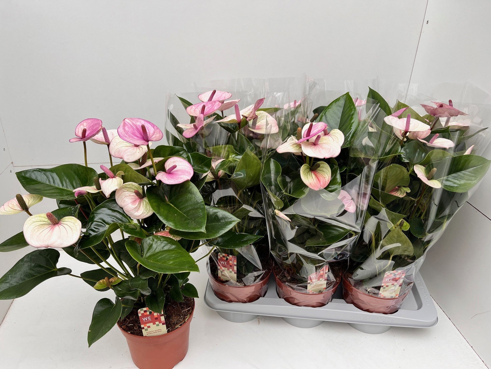 Anthurium Laguna 55cm 17cm Pot