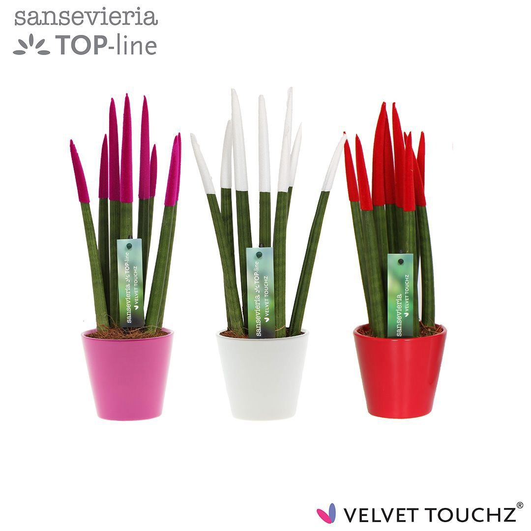 Sansevieria cylindrica 33cm 8.5cm Pot