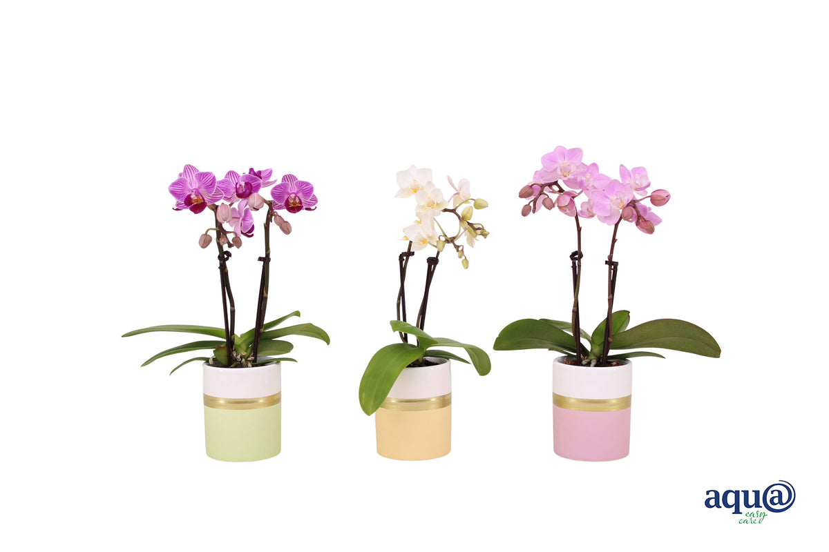 Phalaenopsis hybrid 17cm 6cm Pot
