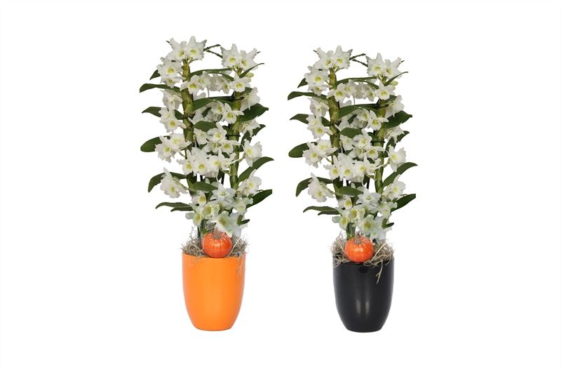 Dendrobium Apollon 50cm 12cm Pot