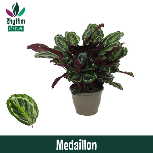 Calathea Medallion 85cm 32cm Pot