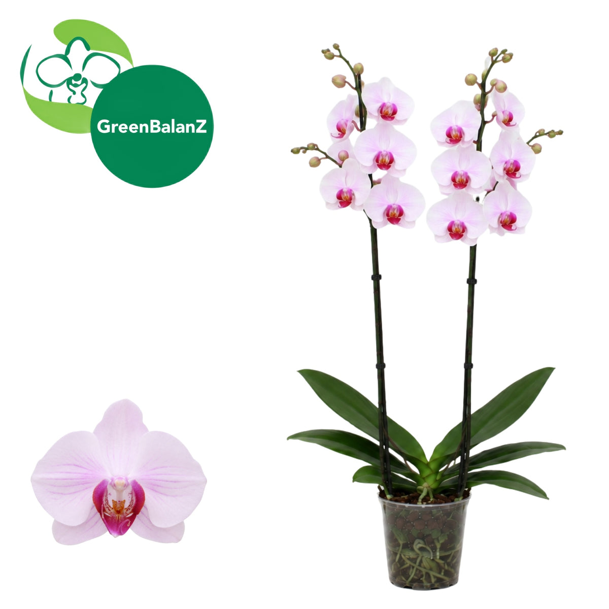 Phalaenopsis Denver 55cm 12cm Pot
