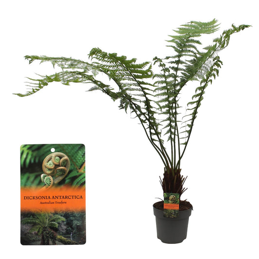 Dicksonia antarctica 100cm 24cm Pot