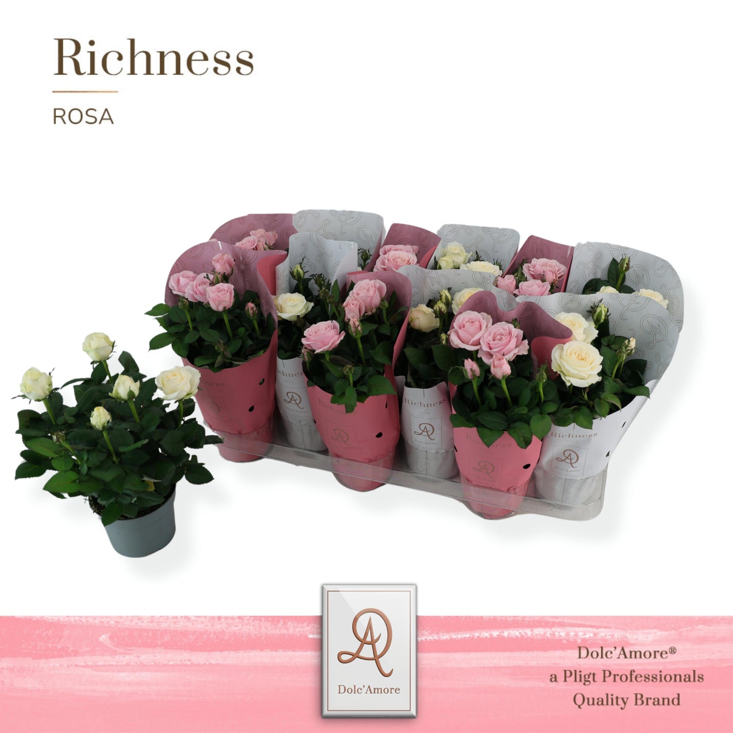 Pligt Professionals BV Rosa Infinity mix Pack of 12