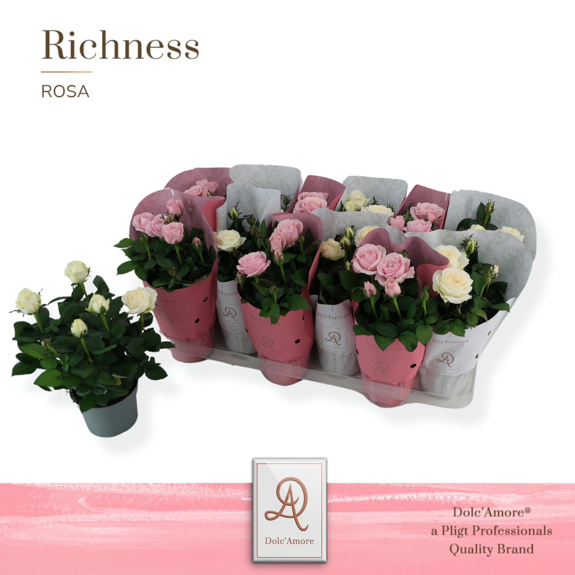 Rosa Infinity mix 25cm 10.5cm Pot