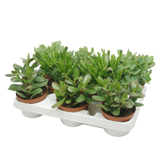 Crassula mix 20cm 10.5cm Pot