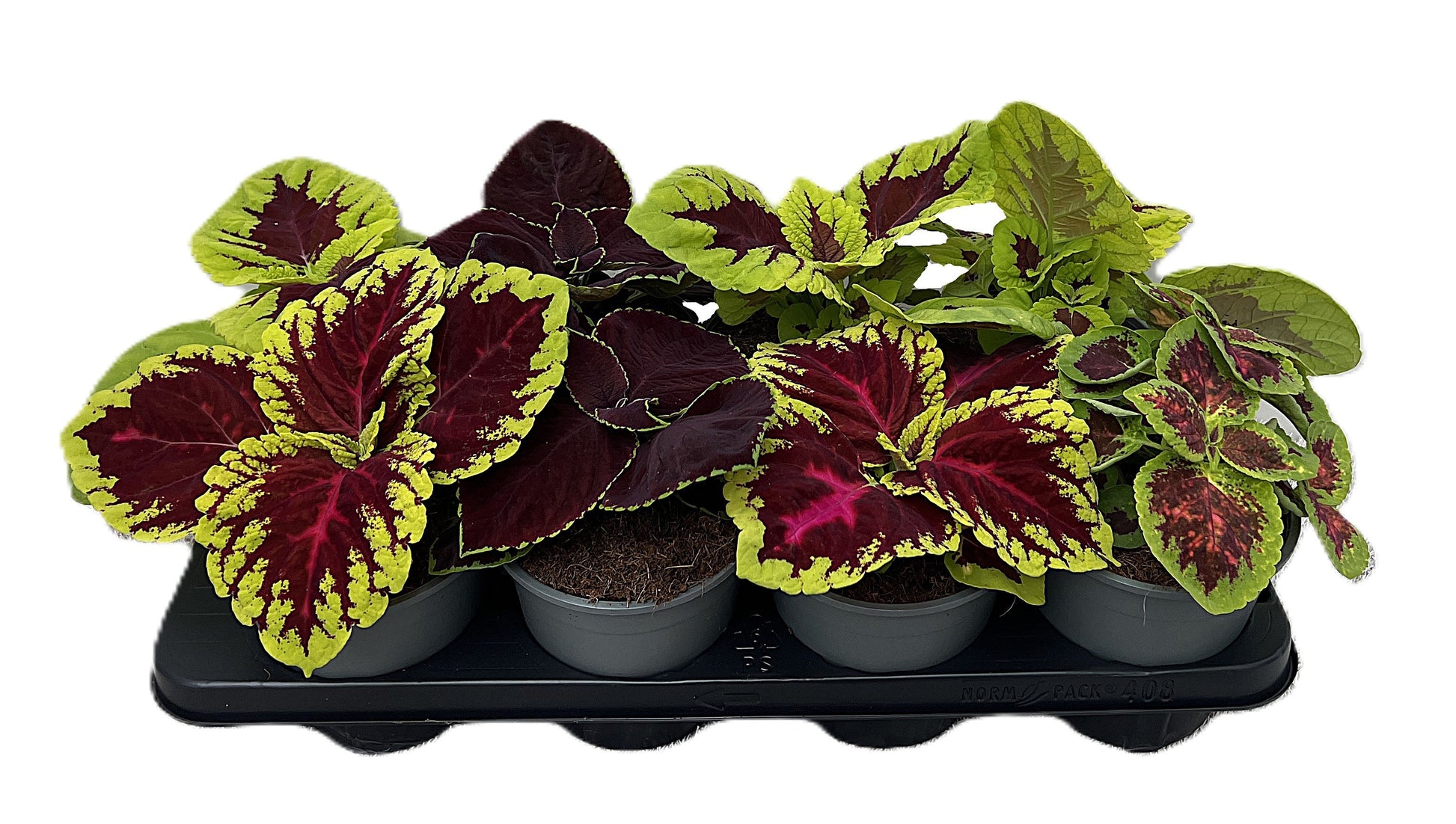 Coleus mix 25cm 14cm Pot