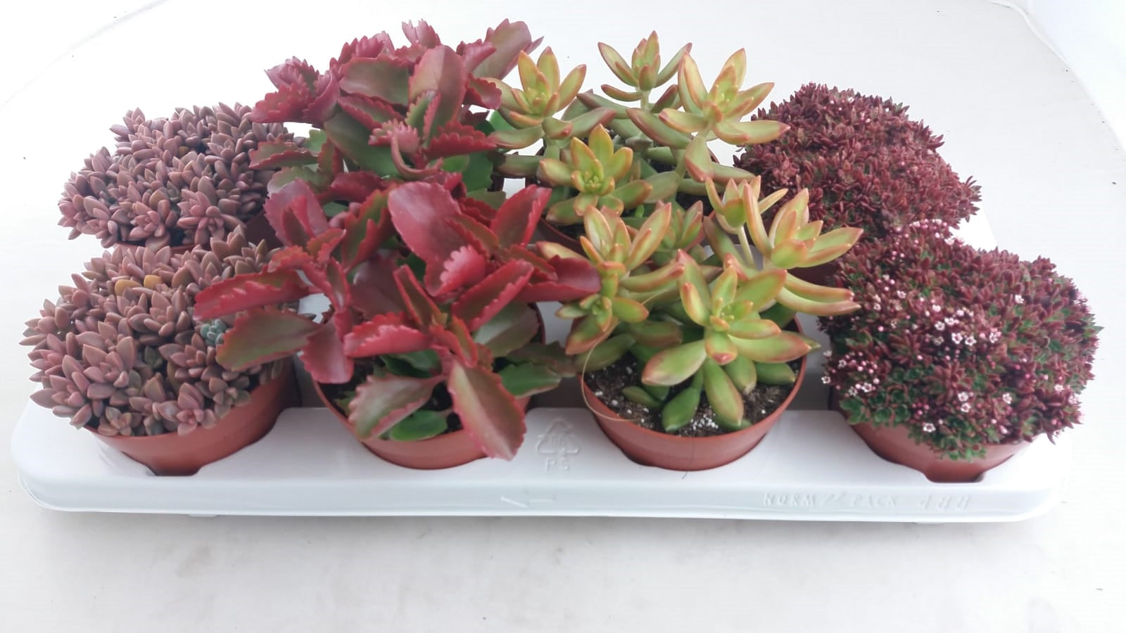 Succulents mix autumn 20cm 12cm Pot